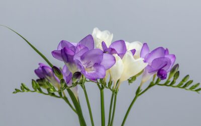 Les freesias : créer un arrangement délicat et parfumé