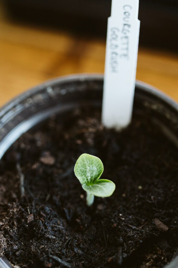 Semis de courgette