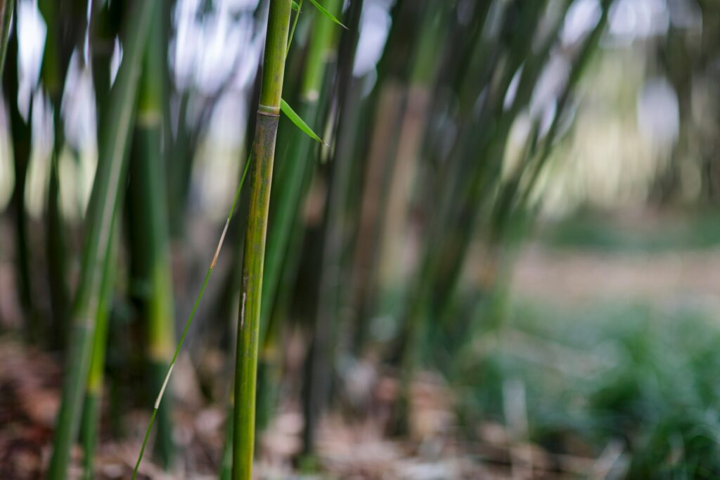 Plants de bambous bien entretenus
