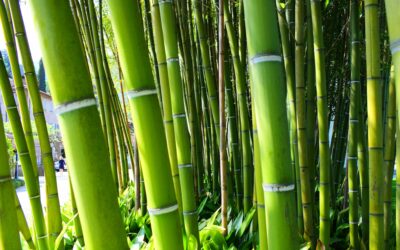 Comment et quand planter le bambou pour un jardin exotique