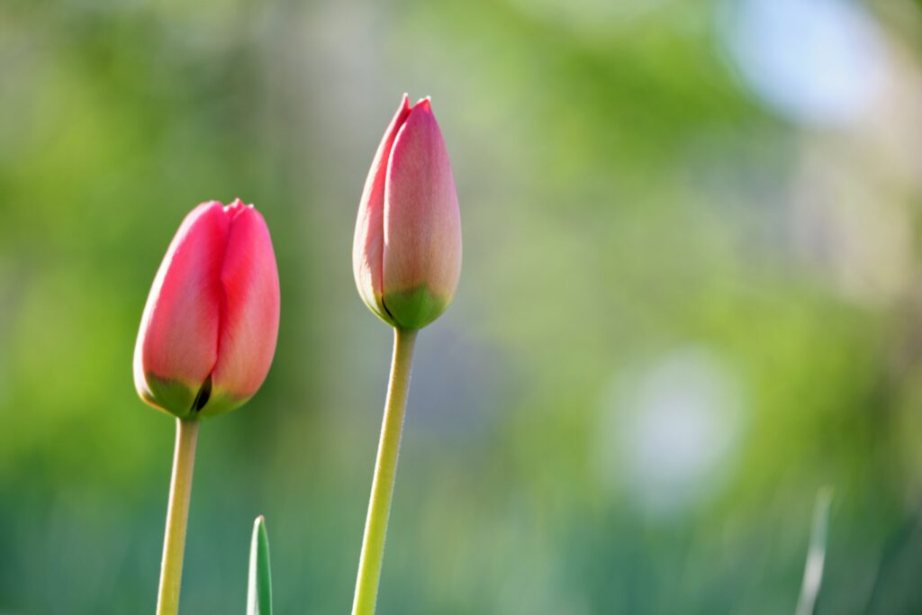 Tulipes fleuries