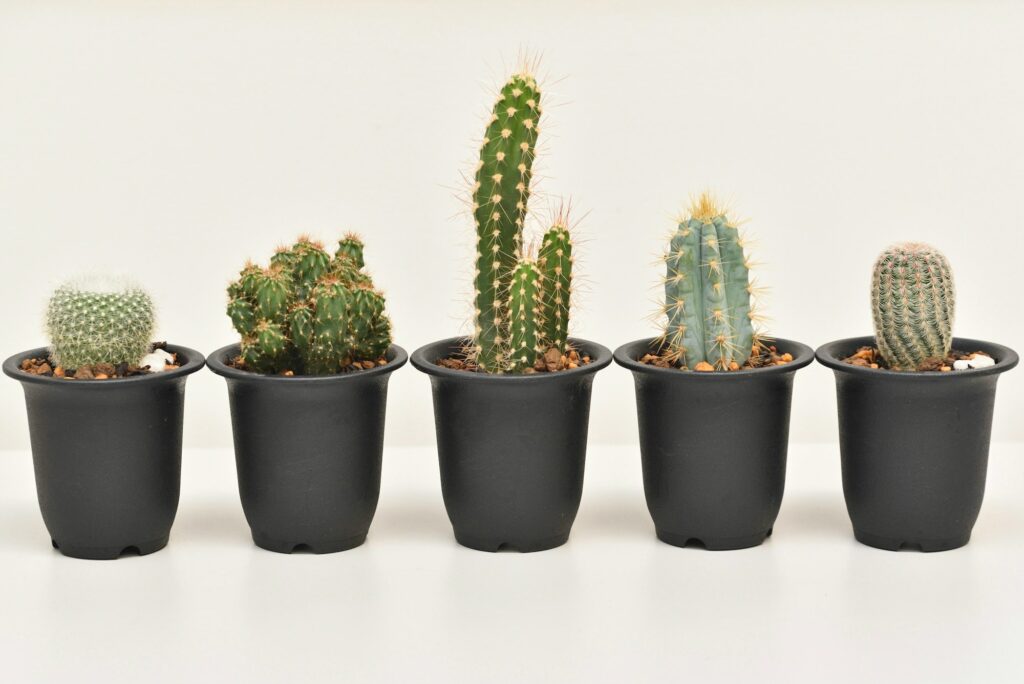 Pleins de petits cactus différents