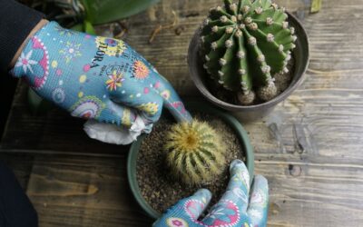 Les cactus : conseils et meilleures périodes de plantation