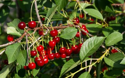 Le guide pour planter un cerisier : quand et comment procéder