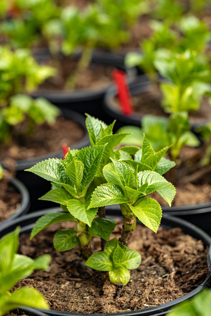 Plants de dahlias 