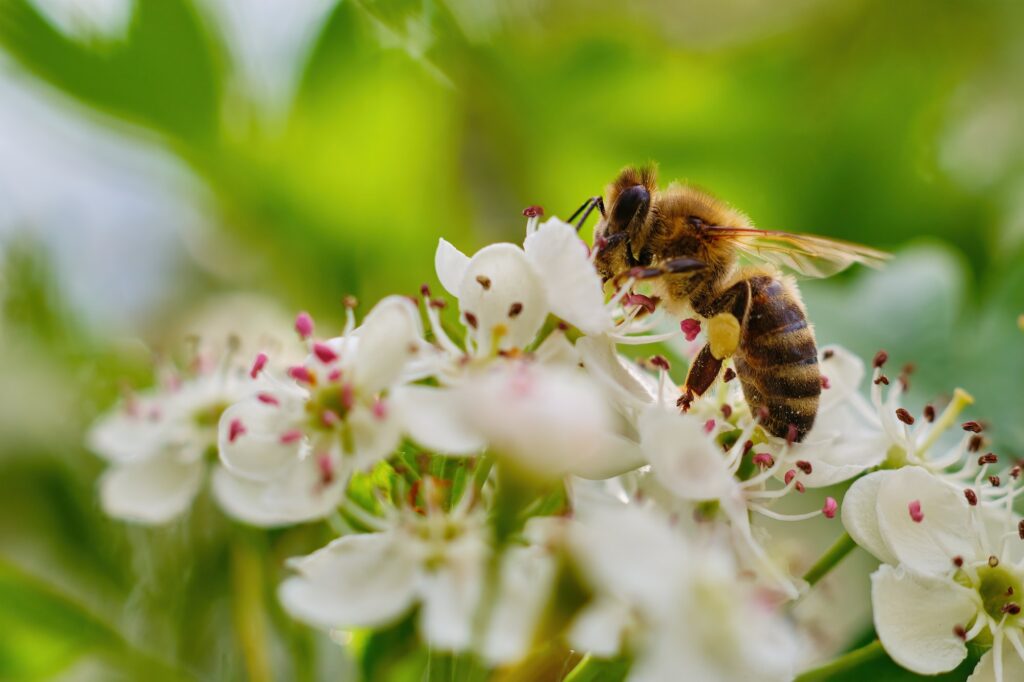 Pollinisation 