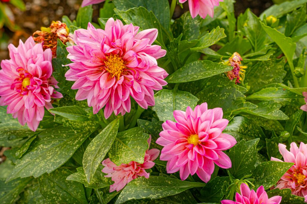 Magnifiques dahlias roses