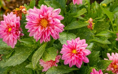 L’art de cultiver les dahlias : quand les planter pour une belle floraison