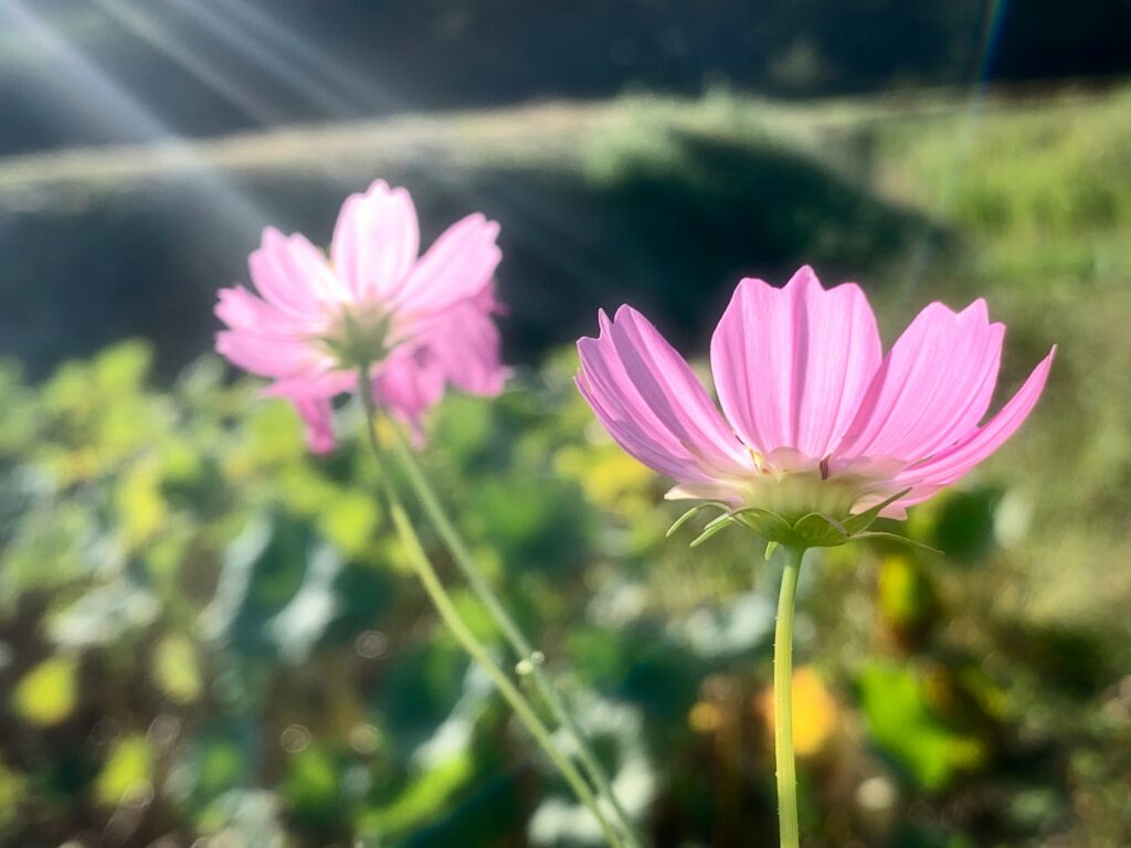 Cosmos avec un ensoleillement optimal !