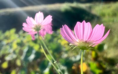 Le moment idéal pour planter les cosmos pour un jardin coloré en été