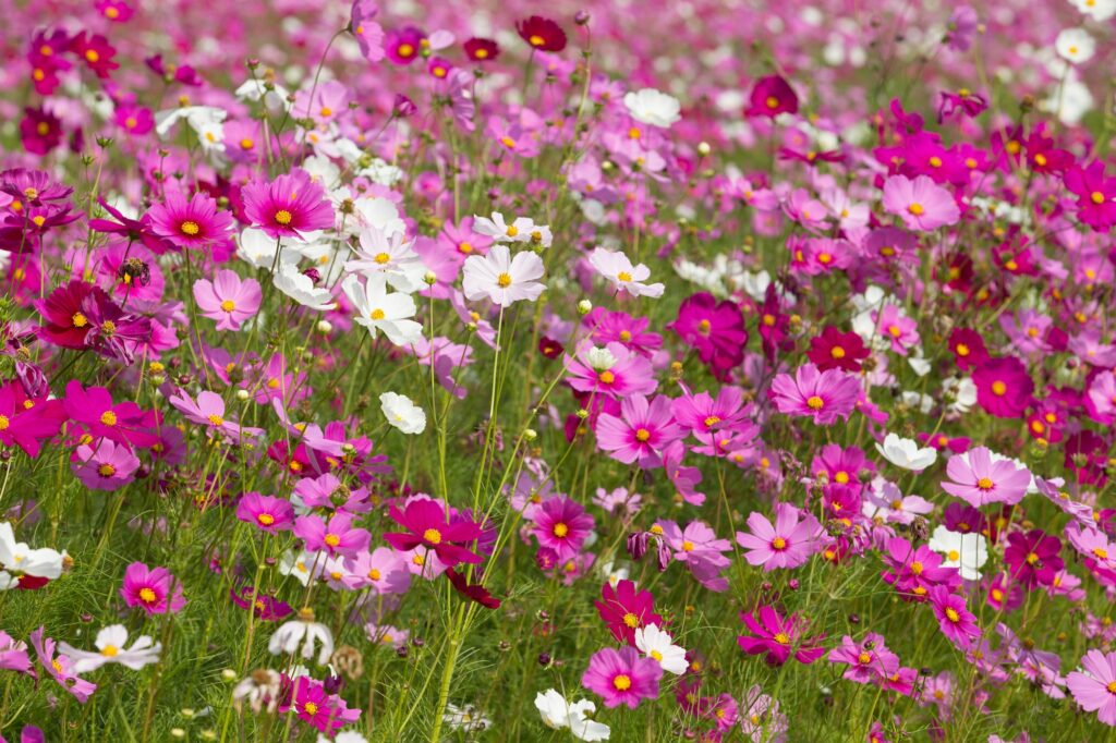 Champ de cosmos