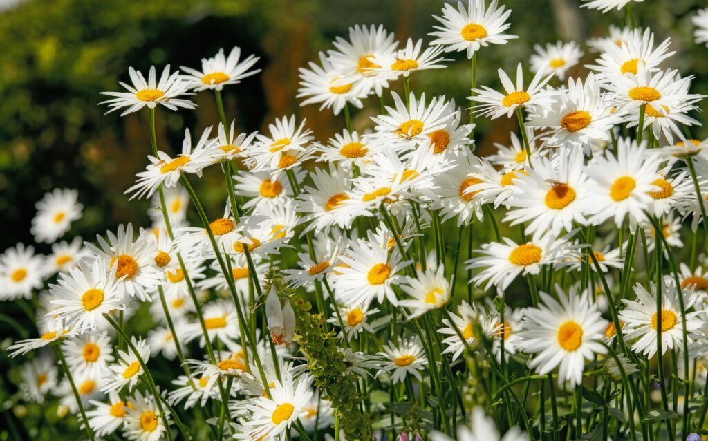 Jolies marguerites en fleurs