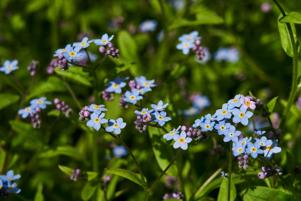 Myosotis en fleurs