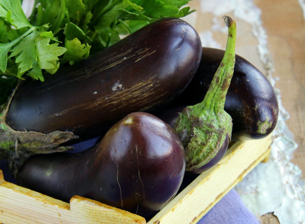 Aubergine black beauty