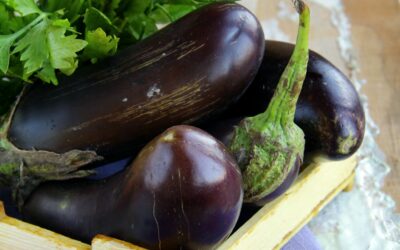 Les aubergines : guide pratique pour une plantation réussie au printemps