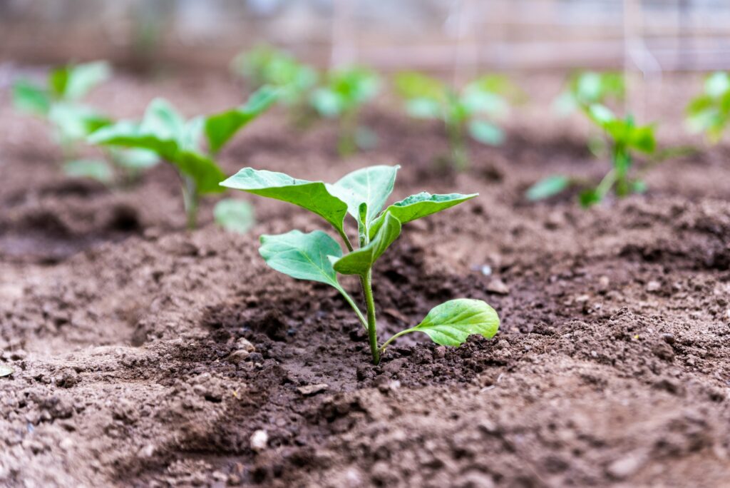 Préparer le sol pour favoriser le développement des aubergines