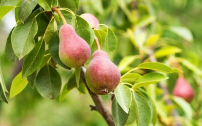 Planter des poiriers : conseils et meilleur moment