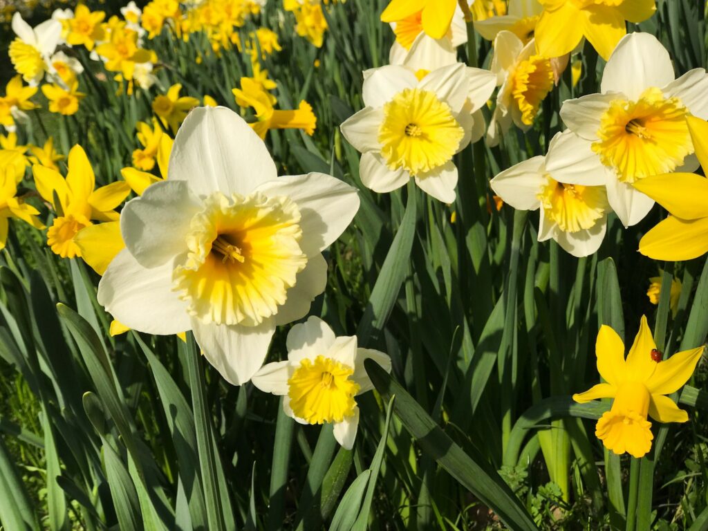 Champs de jonquilles