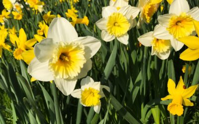 Comment et quand planter les jonquilles pour une explosion de couleur au printemps