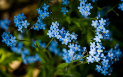 Les myosotis : guide de plantation pour une floraison réussie