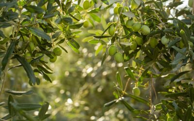 Le guide pour planter un olivier : quand et comment procéder