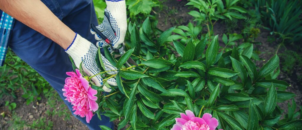 Entretien des pivoines