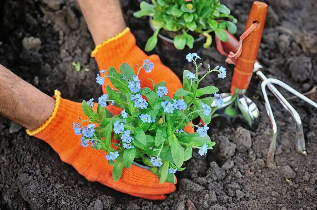 Planter son myosotis au bon moment !