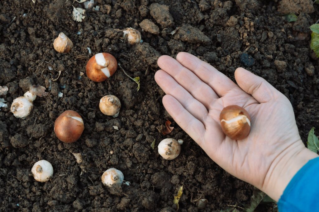 Plantation des bulbes de tulipes