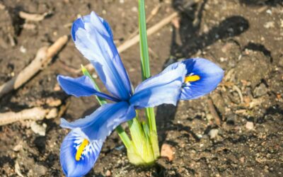 Les iris : guide pratique pour une plantation réussie au printemps