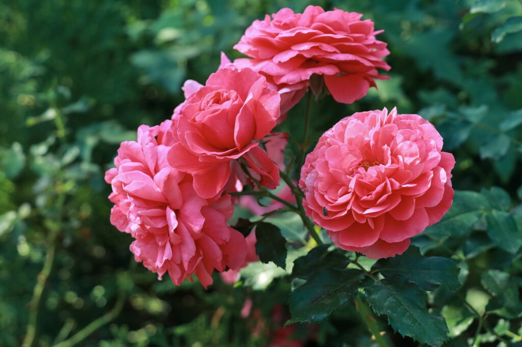 Rosier bien installé dans le jardin