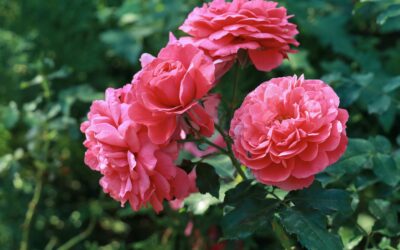 Le guide complet pour planter des roses en automne