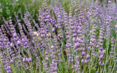 Comment et quand planter la lavande pour un jardin parfumé