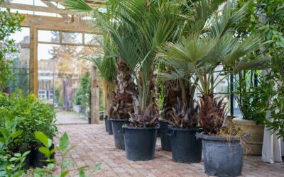 Planter des palmiers : quand et comment faire pour un jardin tropical