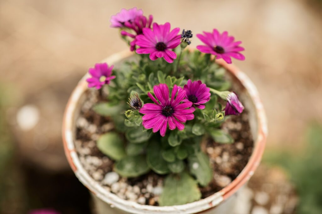 Marguerites roses en pot