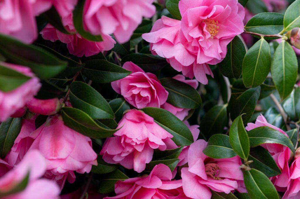 Camélia en fleurs