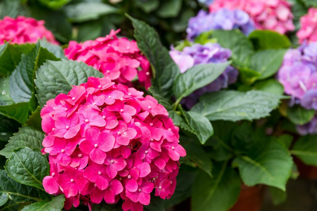 Magnifiques hortensias en fleurs