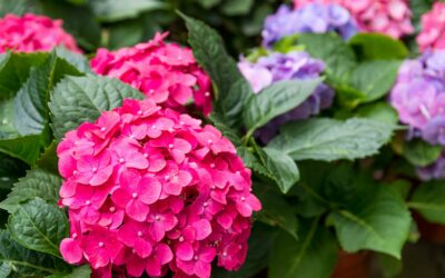 Les hortensias : quand et comment les planter pour une floraison généreuse