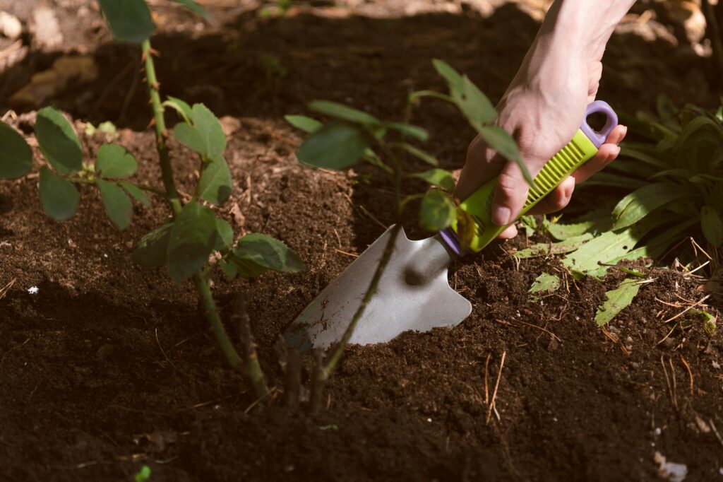 Plantation de rosier