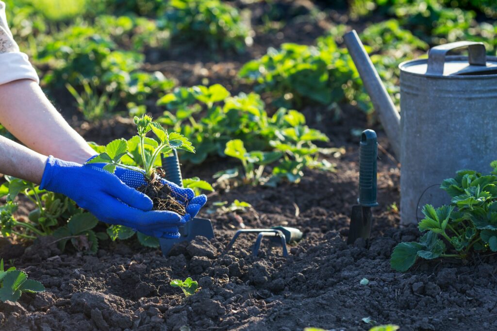 Plantation des fraises