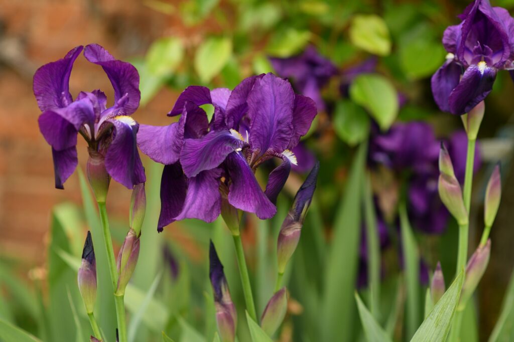 Iris violets