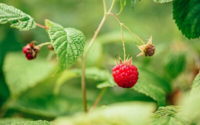 Le moment idéal pour planter vos framboisiers et profiter d’une belle récolte