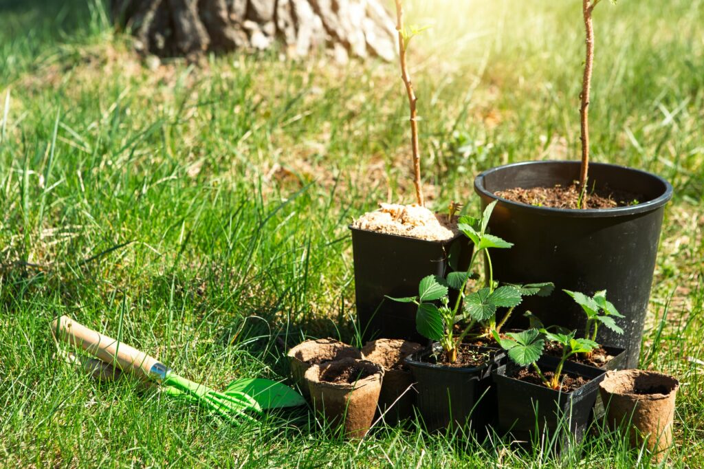 Framboisiers prêts à être plantés