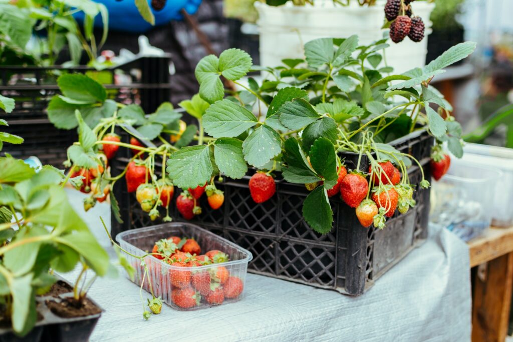 Choisissez la bonne variété pour votre jardin