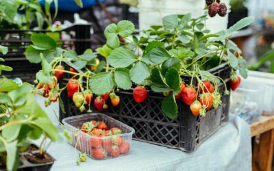 Le moment idéal pour planter vos fraisiers et profiter d’une belle récolte