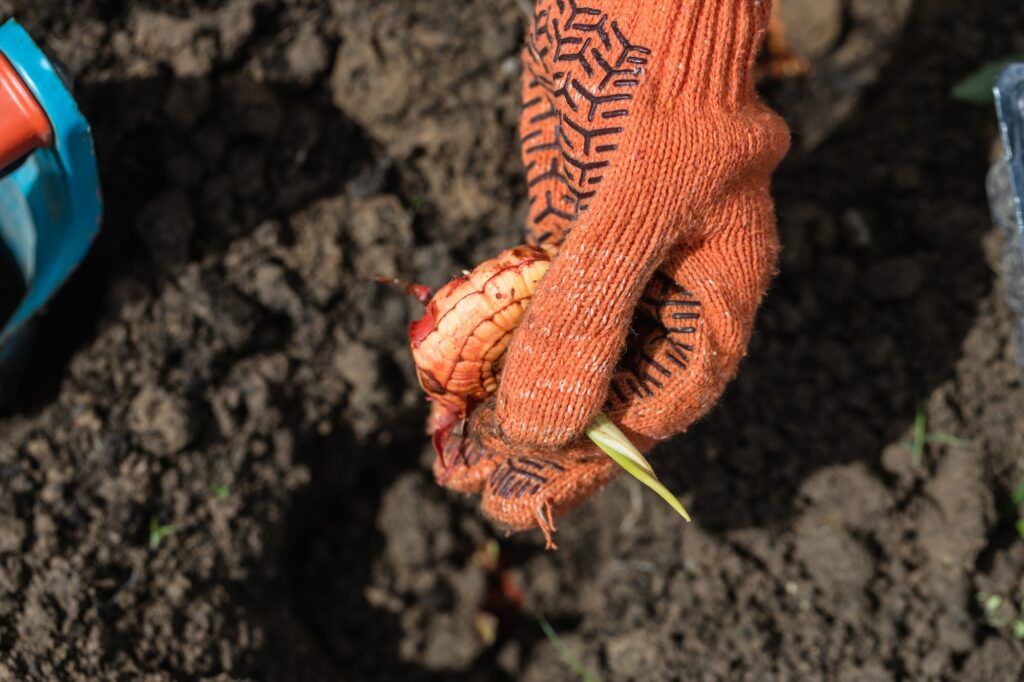 Plantation des bulbes de jonquilles