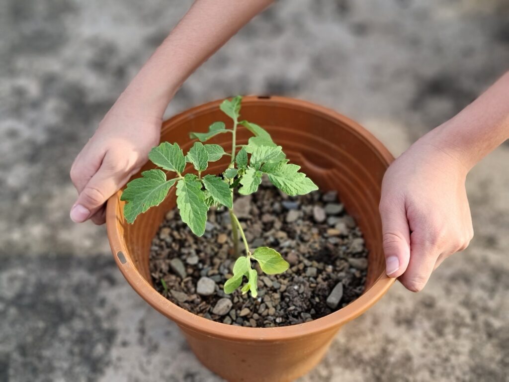 Préparez vos semis de tomate