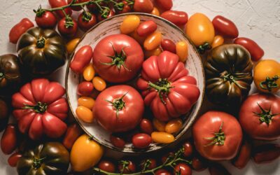 Cultiver les tomates : le guide pour une plantation réussie au printemps