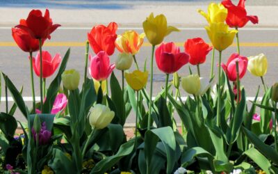 Les tulipes : quand et comment les planter pour une floraison optimale