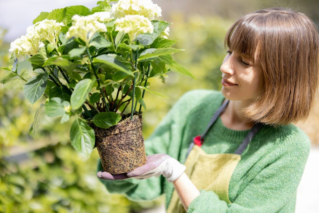 Plantation d'hortensia en pot