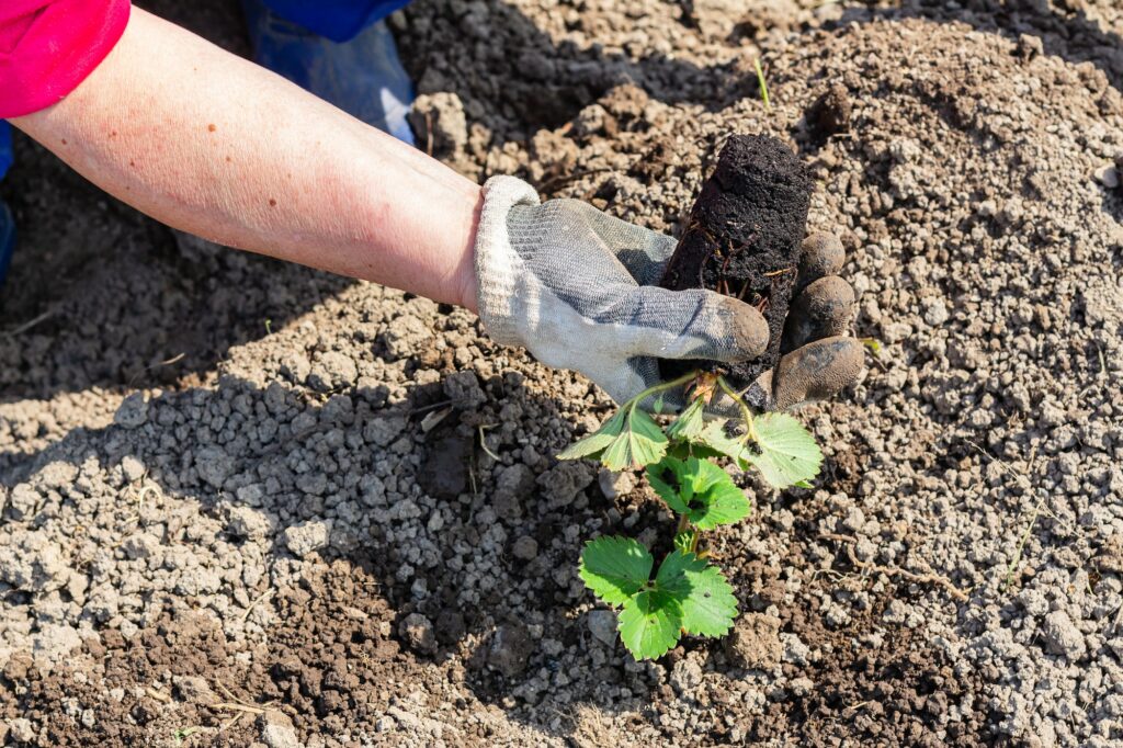 Emplacement parfait pour vos plants de fraises